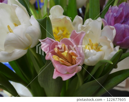 Pink tulips with yellow stamens represents a vibrant contrast of colors, symbolizing joy, love, and rebirth. Pink tulips with yellow stamens represents a vibrant contrast of colors, symbolizing joy, love, and rebirth. 122677605