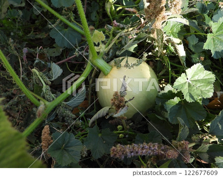 A soft green pumpkin growing in a garden on a sunny autumn day. Serene Garden Scene: Pumpkin and Plants 122677609