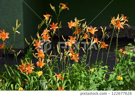 Well-Maintained Garden with Blooming Orange Lilies Well-Maintained Garden with Blooming Orange Lilies 122677626