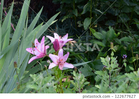 Close-Up of Pink Lilies in Lush Garden 122677627