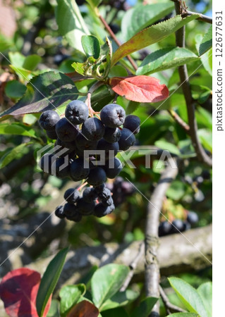 Blackcurrant Rowan with Green Leaves and Red Stems Blackcurrant Rowan with Green Leaves and Red Stems 122677631