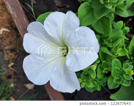 A white flower with wide, soft petals, a petunia, surrounded by green leaves. Soft Petunia Bloom in Wooden Pot 122677643