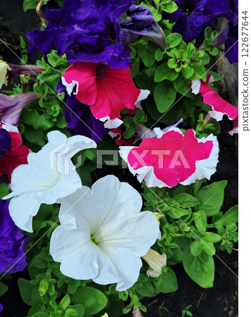 Vibrant Petunia Flower Bed in Full Bloom 122677644
