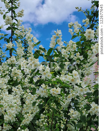 Vibrant Jasmine Blossoms Against Clear Blue Sky 122677645