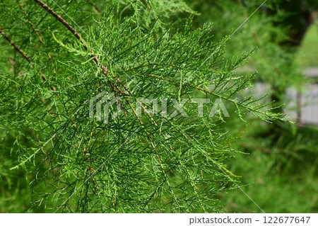 Close-Up of Lush Green Needle-Like Leaves 122677647