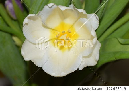 White tulip. Captivating Simplicity: The Essence of a Tulip White tulip. Captivating Simplicity: The Essence of a Tulip 122677649