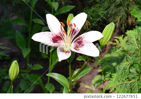 White Lily with Dark Red Speckles and Buds White Lily with Dark Red Speckles and Buds 122677651