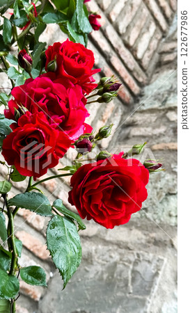 Vibrant red roses in bloom against textured stone wall background Vibrant red roses in bloom against textured stone wall background 122677986