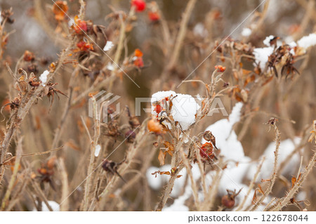 Dried rose bushes druing winter 122678044