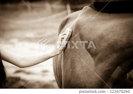 Person taking care of horse, brushing grooming animal 122678260