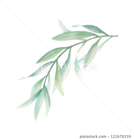 Olive branch with green leaves without fruit in realistic style. Hand drawn botanical watercolor isolated illustration. Floral drawing for mediterranean cuisine, oil bottle label, wedding invitations. Olive branch with green leaves without fruit in realistic style. Hand drawn botanical watercolor isolated illustration. Floral drawing for mediterranean cuisine, oil bottle label, wedding invitations. 122678339