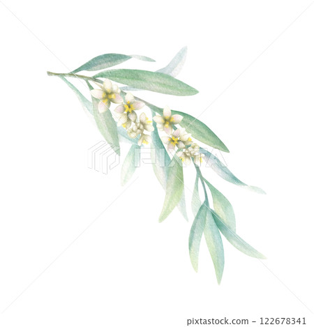 Olive branch with green leaves with flowers in realistic style. Hand drawn botanical watercolor isolated illustration. Floral greenery drawing for greeting card, scrapbook and wedding invitations. Olive branch with green leaves with flowers in realistic style. Hand drawn botanical watercolor isolated illustration. Floral greenery drawing for greeting card, scrapbook and wedding invitations. 122678341