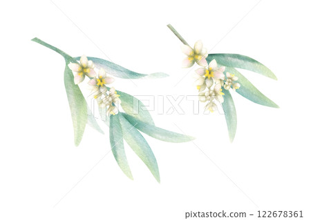 Olive branch with green leaves with flowers in realistic style. Hand drawn botanical watercolor isolated illustration. Floral greenery drawing for greeting card, scrapbook and wedding invitations. 122678361