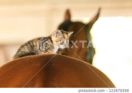 Little kitten kitty cat animal on horse horseback Little kitten kitty cat animal on horse horseback 122678398