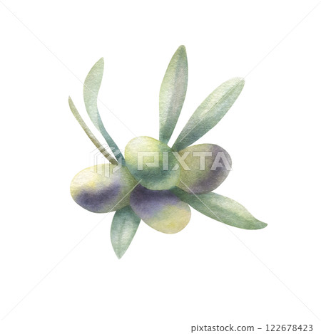 Olive branch with leaves and fruits in realistic style. Hand drawn botanical watercolor isolated illustration with green and black olives. Drawing for food oil production, label design or invitations. 122678423