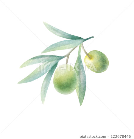 Olive branch with leaves and fruits in realistic style. Hand drawn botanical watercolor isolated illustration with green olives for food production, bottle label, cosmetic design, wedding invitation. 122678446