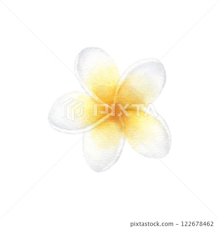 Plumeria flower in pastel yellow and white color. Hand drawn watercolor illustration of delicate frangipani isolated from background. Drawing of tropic plant for relax, meditation, spa or zen design. 122678462
