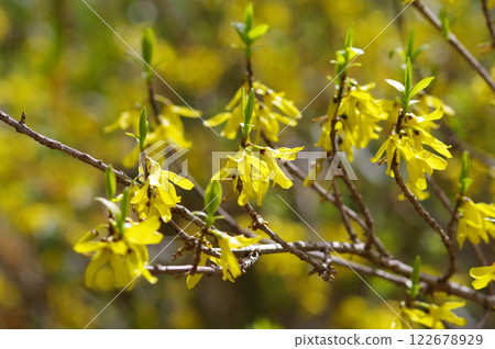 黃色連翹屬植物花 122678929