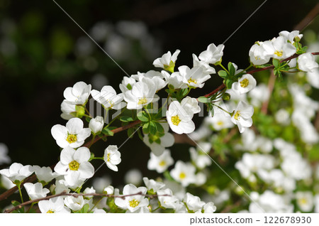 Cute "Spiraea" flowers Cute "Spiraea" flowers 122678930
