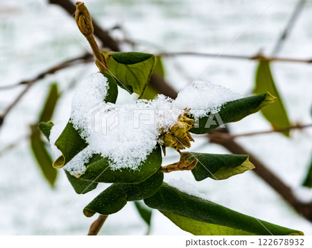Viburnum lantana buds in winter in February. There are green leaves in the snow on the branches. 122678932