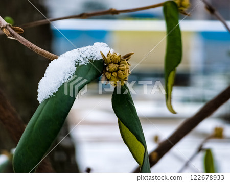 Viburnum lantana buds in February. There are green leaves in the snow on the branches. 122678933