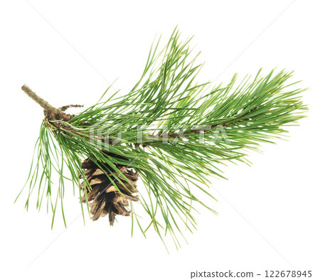Pine tree branch. Fir twigs with green needles isolated. Winter holiday evergreen decoration, spruce. Cones, pine branch 122678945