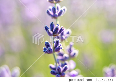 A purple flower with a bunch of purple flowers in the background A purple flower with a bunch of purple flowers in the background 122679534