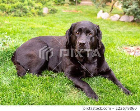 Black Labrador Retriever lying on green grass. Labrador dog. 122679860
