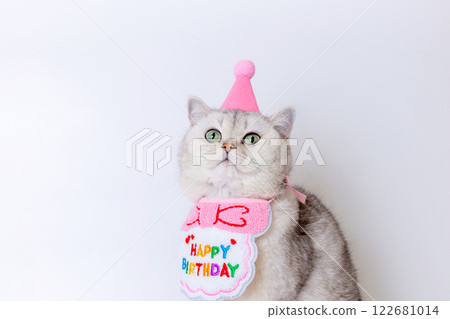Adorable cat in birthday hat with festive bib celebrating special day 122681014