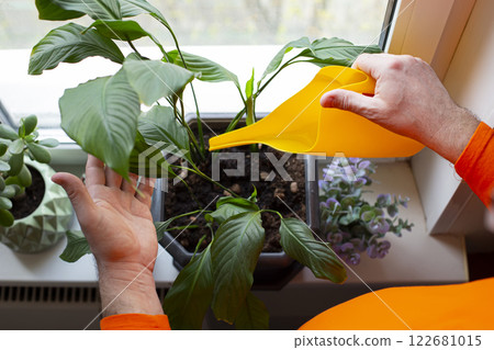 The hands of a man are watering a spathiphyllum flower standing in a large pot on the windowsill. The hands of a man are watering a spathiphyllum flower standing in a large pot on the windowsill. 122681015