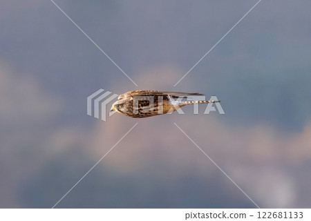 冬天,紅隼飛越稻田 冬天,紅隼飛越稻田 122681133