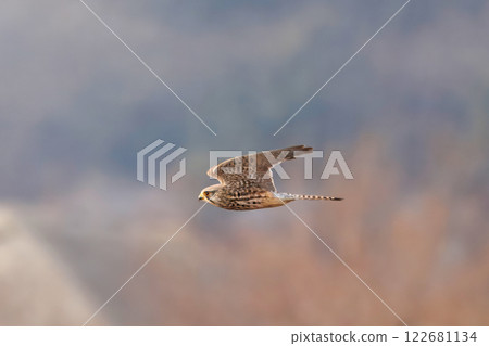 冬天,紅隼飛越稻田 冬天,紅隼飛越稻田 122681134