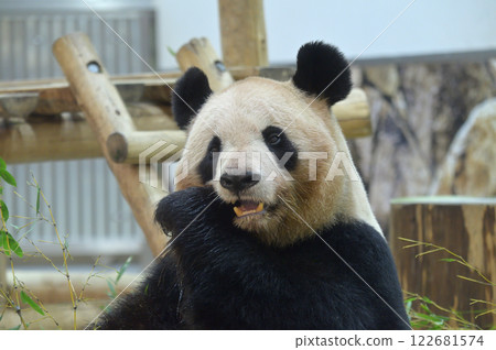 Yoshihama eating bamboo deliciously Yoshihama eating bamboo deliciously 122681574