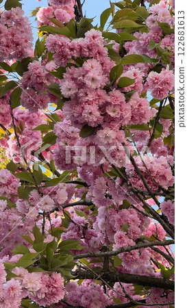 Blooming Pink Cherry Blossom Tree in Spring 122681613