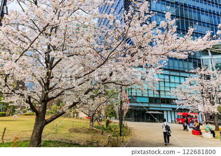 Cherry blossoms at Waterras in Kanda Awajicho, Chiyoda Ward, Tokyo Cherry blossoms at Waterras in Kanda Awajicho, Chiyoda Ward, Tokyo 122681800