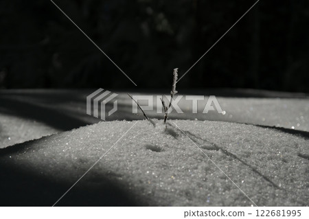 Winter Nature in Yatsugatake 122681995