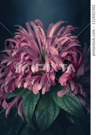 Justicia carnea 122682302