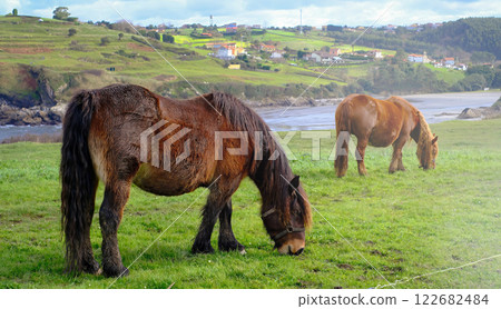 A brown horse is grazing in a field. The horse is eating grass and he is enjoying itself 122682484