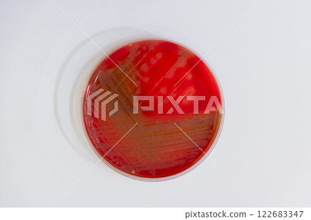 納豆枯草桿菌的培養 122683347