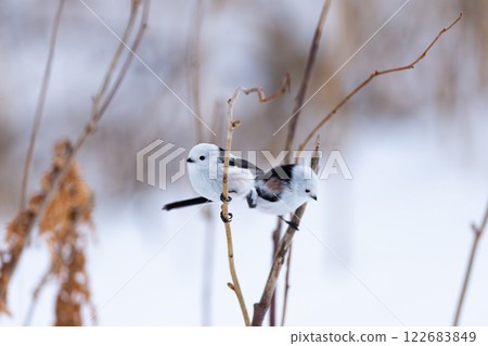 Shimaenaga Shimaenaga 122683849