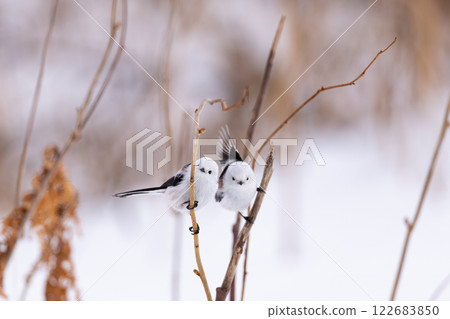 Shimaenaga Shimaenaga 122683850