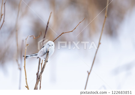 Shimaenaga Shimaenaga 122683851