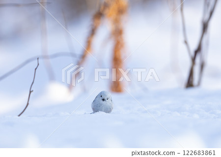 Shimaenaga Shimaenaga 122683861