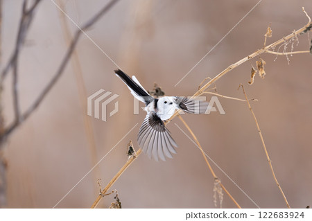 Shimaenaga Shimaenaga 122683924