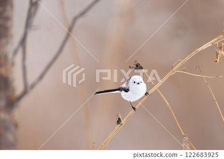 Shimaenaga 122683925