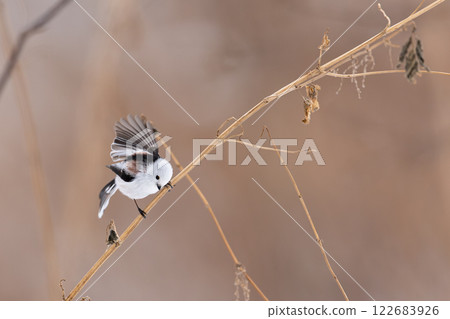 Shimaenaga Shimaenaga 122683926