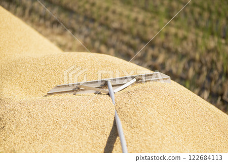 Rice husks left in a rice field after harvest Rice husks left in a rice field after harvest 122684113