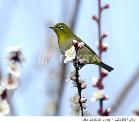 盛開的繡眼鳥（春天圖像）（春天天氣小圖像） 122684192