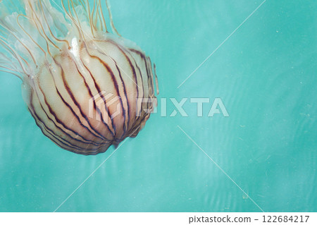 Jellyfish floating in the ocean 122684217