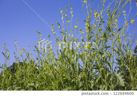 春季菜園裡的芥末油菜花 春季菜園裡的芥末油菜花 122684600